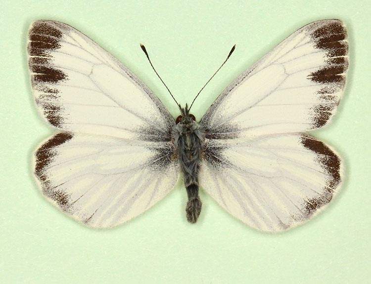 Pieris napi male (aberrant form funebris 4) (Internet Image property of respective owner, non-commercial use only)